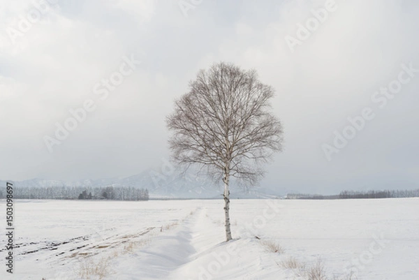 Obraz snow covered birch tree in winter