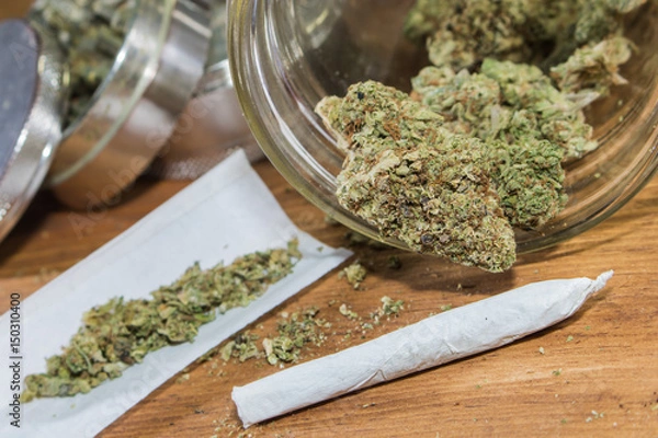Obraz Rolling joints with trimmed cannabis grown in California. 