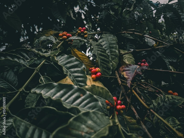 Obraz coffee plants ready for harvest