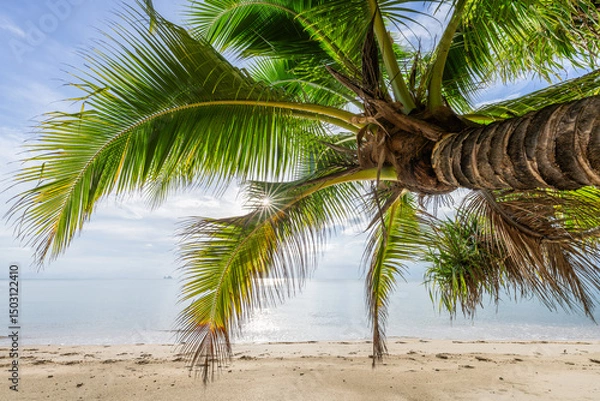 Obraz Palm tree at the beach, Koh Samui, Thailand
