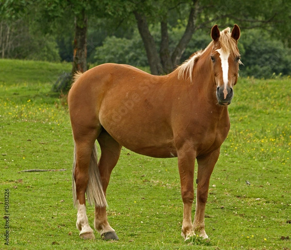 Obraz CHEVAL ROUX AU PRE