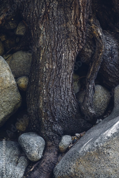 Obraz Perseverance Through Obstacles, Tree trunk and Roots Over Granite Boulders, Little Cottonwood Canyon, Utah