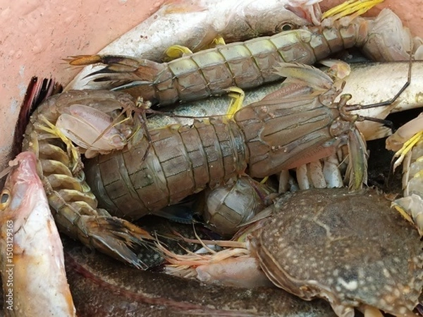 Obraz fresh fish on ice