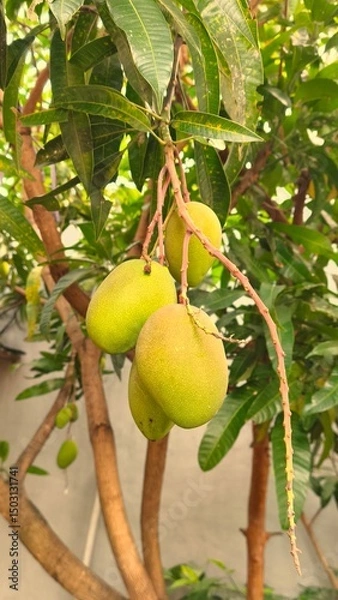 Fototapeta mangoes fruit hanging from the tree trunk 6