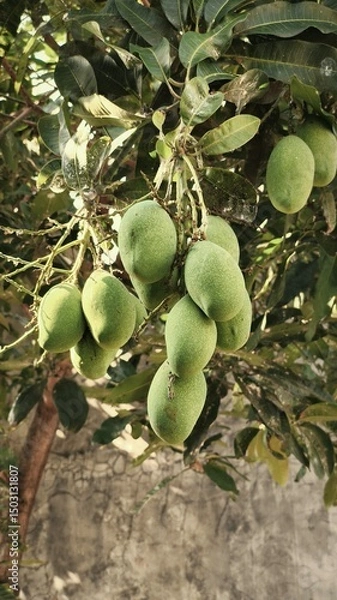 Fototapeta mangoes fruit hanging from the tree trunk 4
