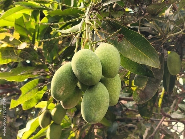 Fototapeta mangoes fruit hanging from the tree trunk 5
