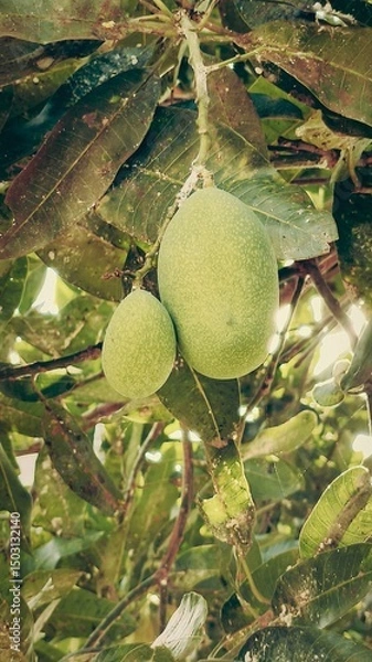 Fototapeta mangoes fruit hanging from the tree trunk 2