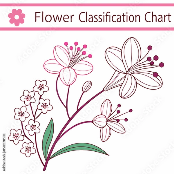 Fototapeta Highly Detailed Floral Classification Chart Vector with Accurate Labels, Botanical Illustrations, and Elegant Design

