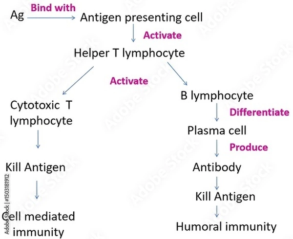 Obraz Immune System Response Pathway Diagram