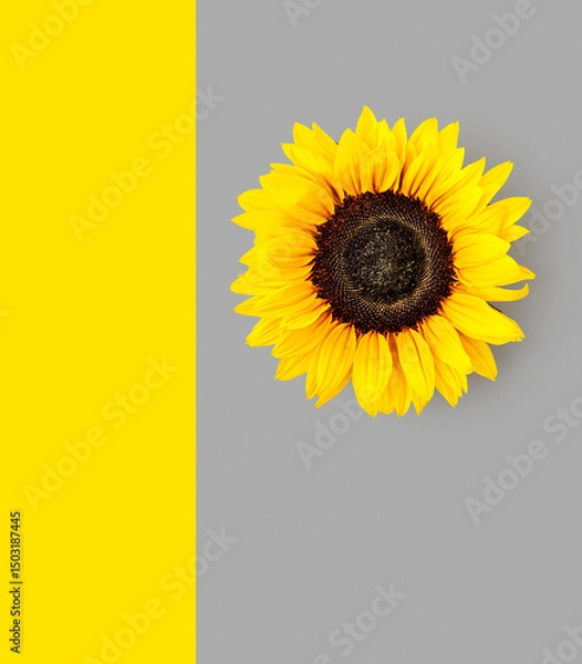 Obraz Sunflower flower head photography abstract poster on grey and yellow background.