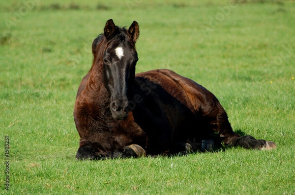 Fototapeta pferd auf einer wiese