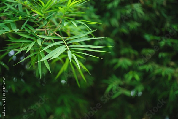 Fototapeta Bamboo leaves green natural background, blur bokeh
