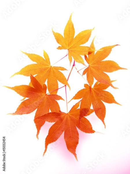 Obraz 紅葉のモミジの葉