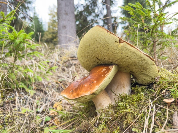 Fototapeta A beautiful close-up of mushrooms surrounded by lush greenery, showcasing nature's elegance and the intricate details of fungi thriving in their natural habitat