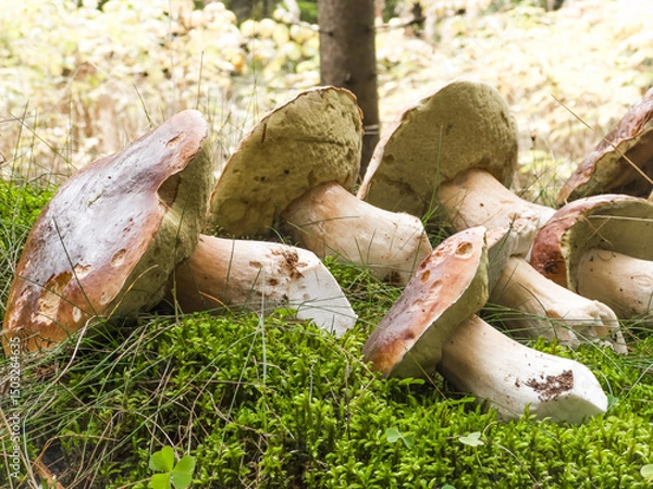 Fototapeta A stunning arrangement of wild mushrooms nestled on the forest floor, showcasing their vibrant colors and unique shapes amid lush green moss and plants