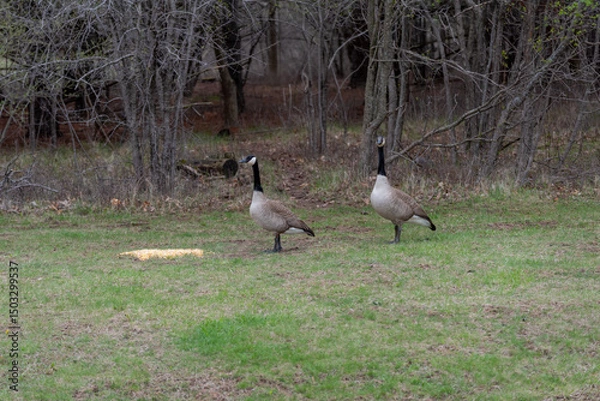 Fototapeta Canada Geese Feeding On Corn Provided For Them By Visitors In An Urban Field In Wisconsin In Spring