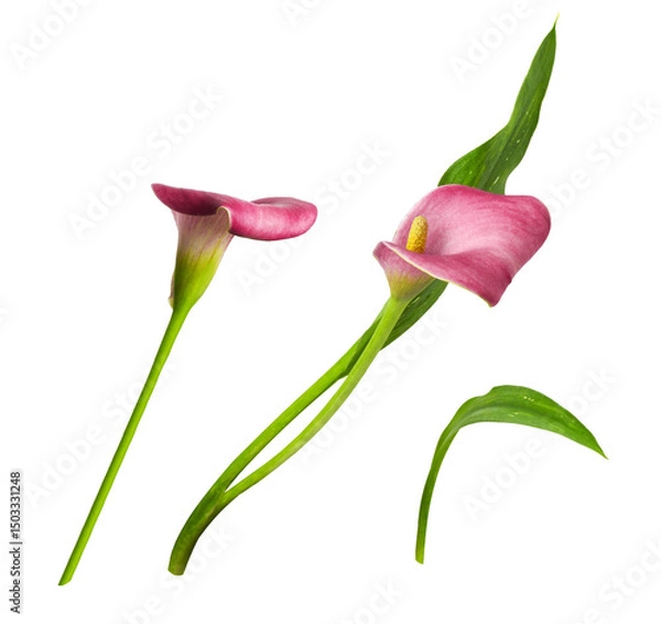 Fototapeta Set of red flowers and green leaves of calla (Zantedeschia) isolated on white or transparent background