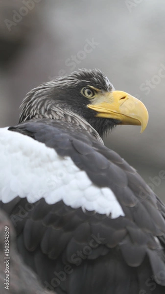 Fototapeta Close-up portrait of a Steller's sea eagle with sharp yellow beak and intense gaze. Majestic bird with detailed black and white feathers, captured in natural light.