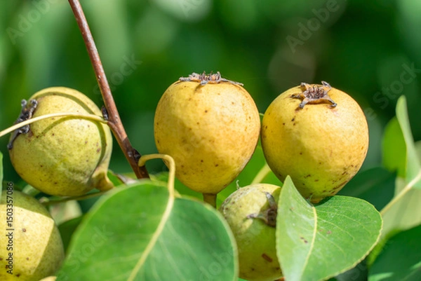 Fototapeta Branches of wild pear tree with ripe yellow fruits in summer. Pyrus communis or pear pyraster on branches with vibrant green leaves in deciduous forest. Hanging vitamin fruits are pearshaped or round.
