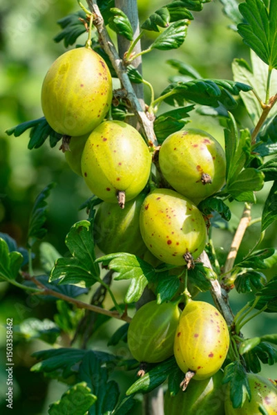 Obraz ripe gooseberries