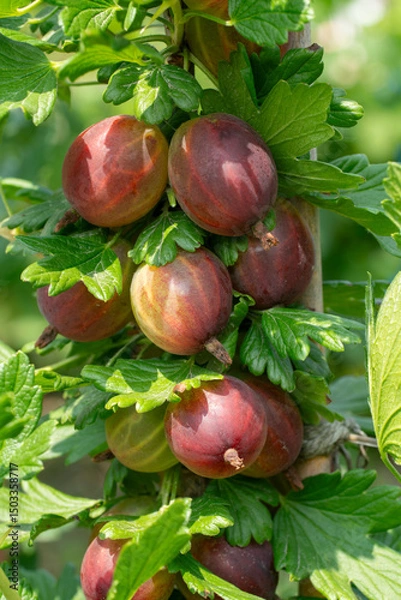Obraz ripe gooseberries