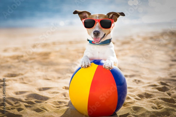 Obraz pies na plaży i ocean z plastikową piłką