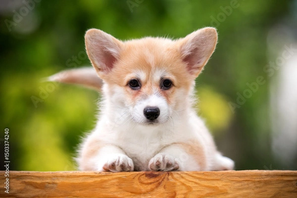 Obraz Pembroke Welsh Corgi puppy lying against greenery on a sunny day