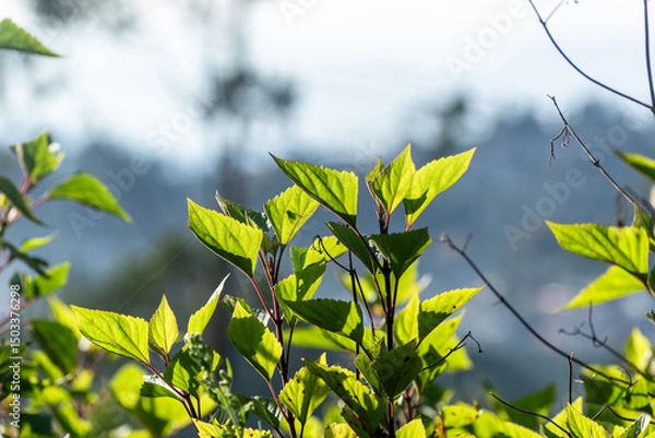 Obraz Fresh green leaves basking in sunlight against a blurred natural backdrop in the early morning