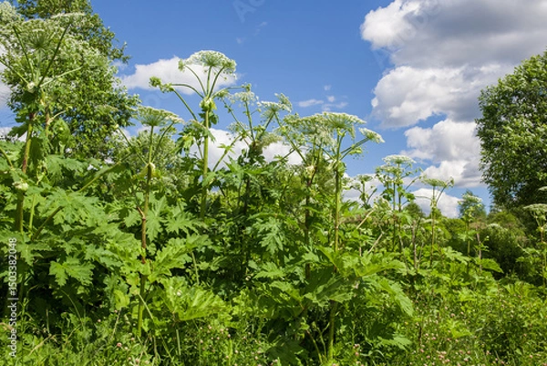 Fototapeta Thickets of cow parsnip in sunny weather.