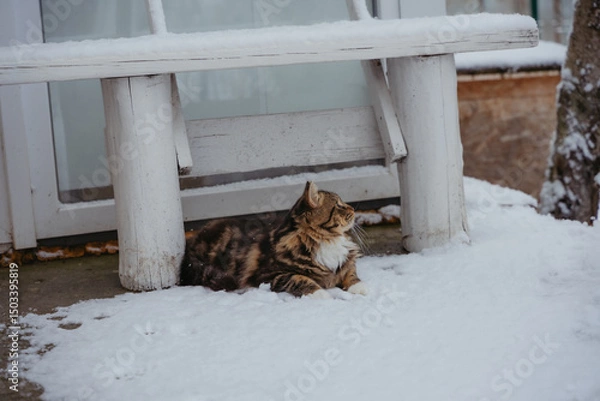 Fototapeta The cat is lying under a bench in the snow. 