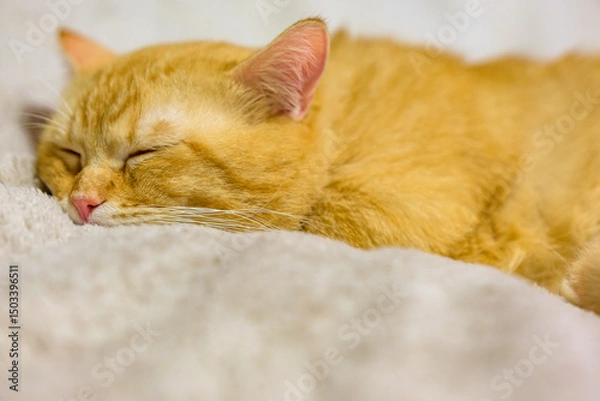 Obraz  ふわふわの毛布で気持ちよさそうに眠る猫　茶トラ短足マンチカン