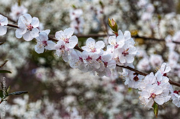 Obraz Close-up of cherry blossoms (Prunus cerasus) blooming on a branch in spring. Delicate white-pink petals and soft bokeh background create a dreamy natural composition.
