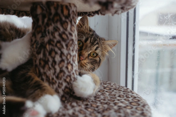Fototapeta The mongrel cat is sitting on the windowsill. Close-up of a cat. The cat plays with the camera, looks directly into the lens.