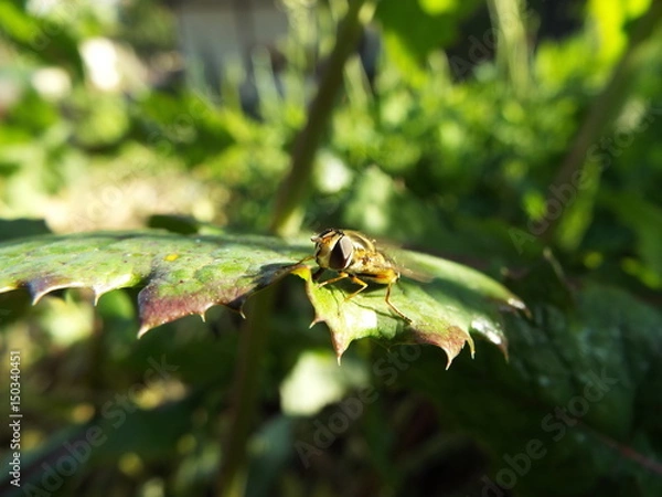 Obraz ヒラタアブ horsefly