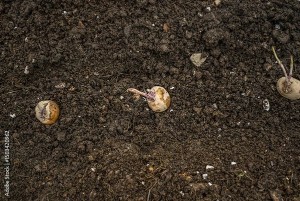 Obraz Seed potatoes being planted in the ground.