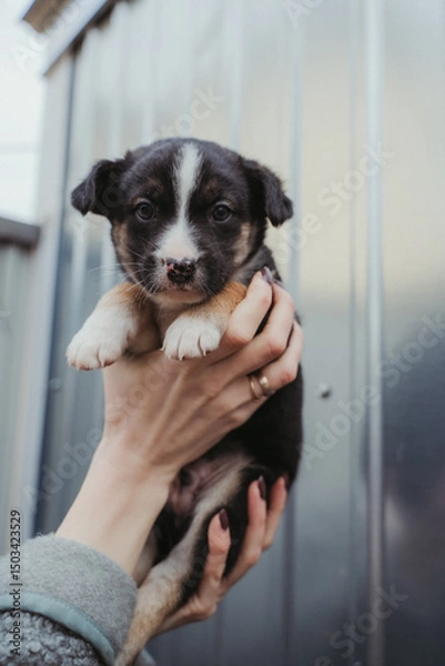 Fototapeta A puppy in a woman's hands. A little dog looks at the camera. Puppy in hands.