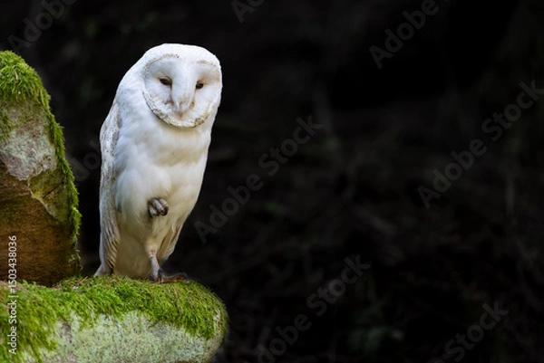 Obraz White owl posing in wildlife. Horizontally. 