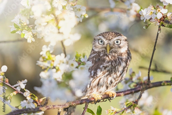 Obraz Cute little owl is sitting on a branch of a blossoming fruit tree. Horizontally. 