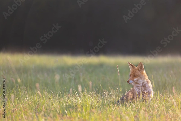 Obraz Alone young red fox is sitting on a meadow at sunset. Horizontally. 