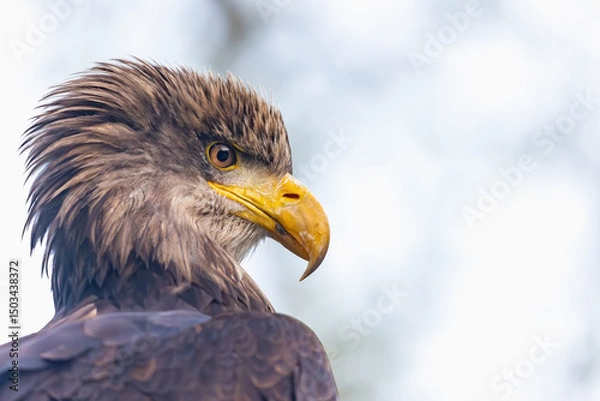 Obraz Portrait of the head of osprey in wildlife. Horizontally. 
