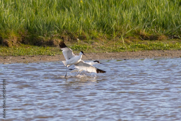 Obraz Pied avocets fighting in shallow water