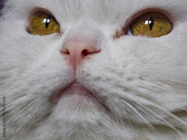 Fototapeta Close up of a white cat showcasing its intense golden eyes and pink nose, capturing the feline's captivating gaze
