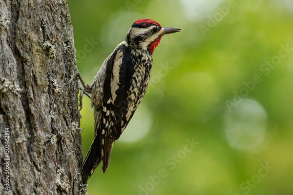 Fototapeta Sapsucker posing