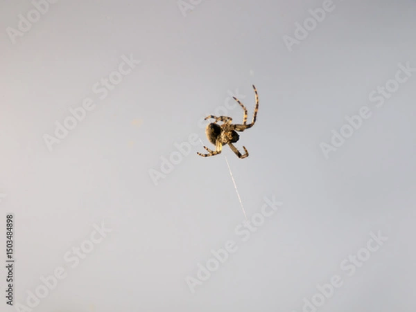 Fototapeta Spider on a Web with Blurred Background – Macro Photography