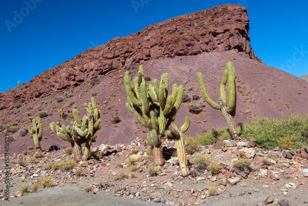 Obraz Bolivian Torch Cactus in the Bolivian Mountains