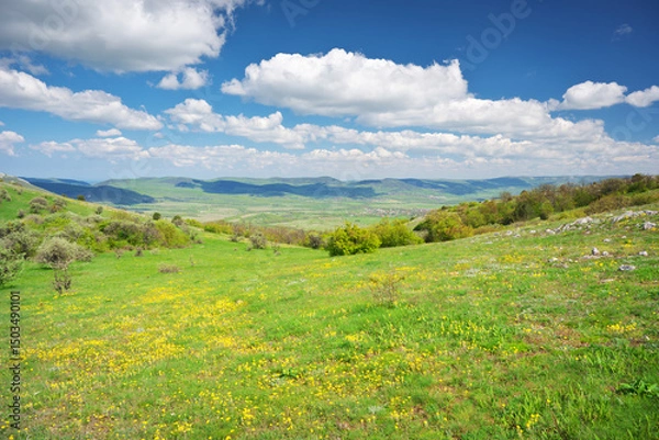 Obraz Mountain meadow and yellow flower at day.