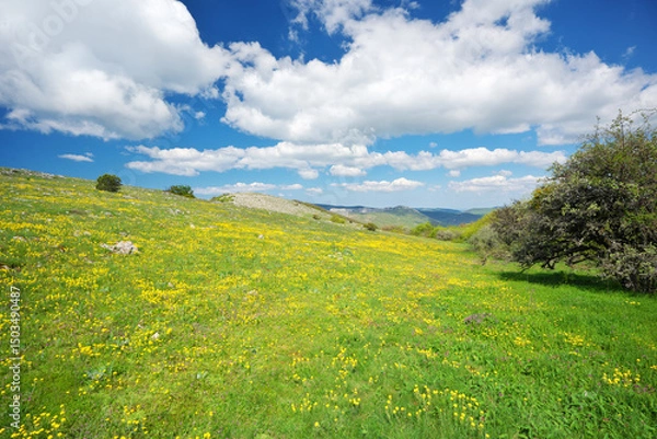 Obraz Mountain meadow and yellow flower at day.