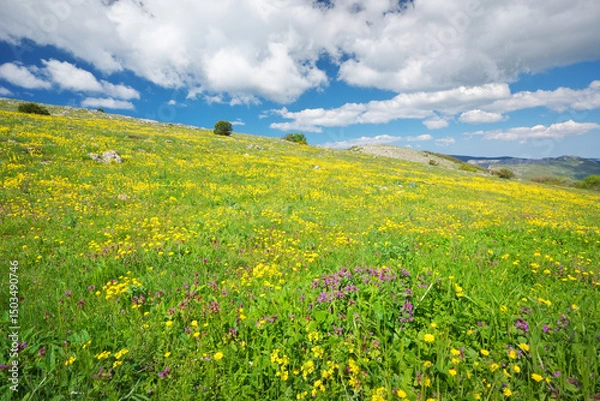 Obraz Mountain meadow and yellow flower at day.