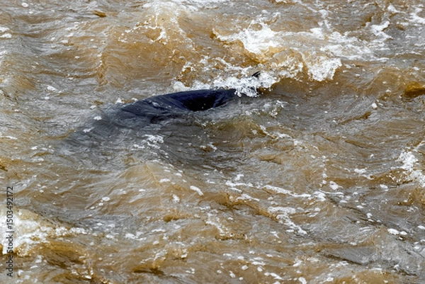 Fototapeta Lake Sturgeon spawning at the Fox River Dam and rapids at De Pere, Wisconsin, in spring.