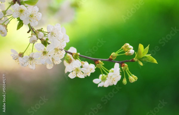 Obraz Spring flower and bud on tree.